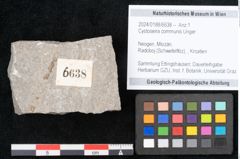Foto (Objekt + Etikett) von Cystoseira communis Unger (NHMW-GEO-2024-0188-6638)